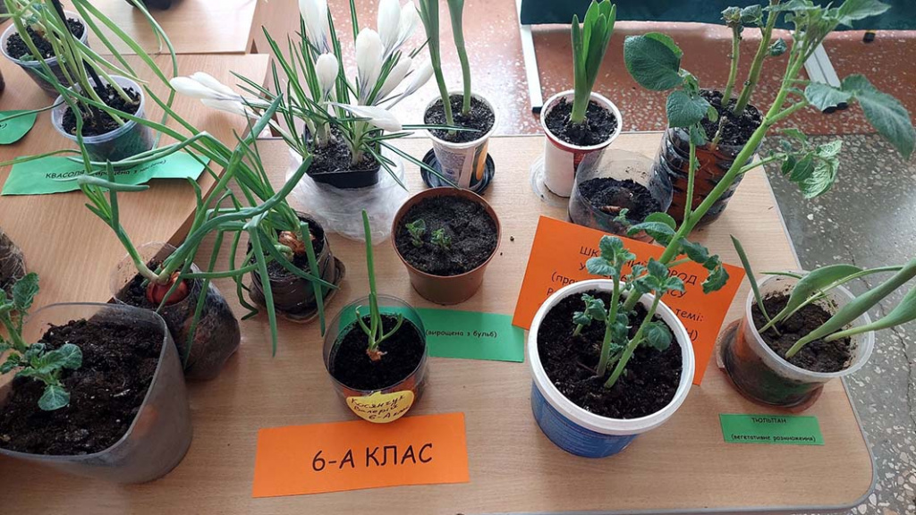 Наш шкільний міні-город